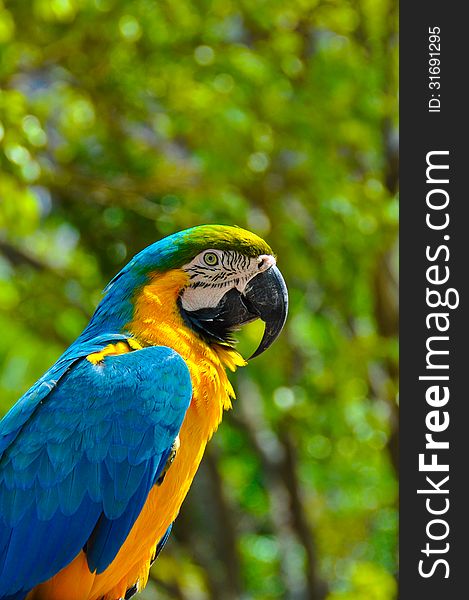 Macaw