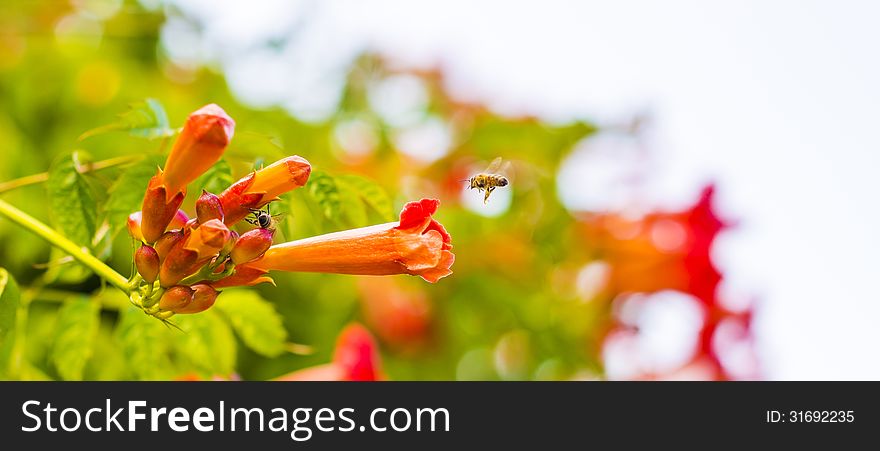 Flying Bee