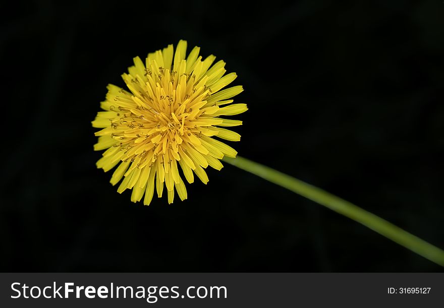 Picture of dandelion in dark place