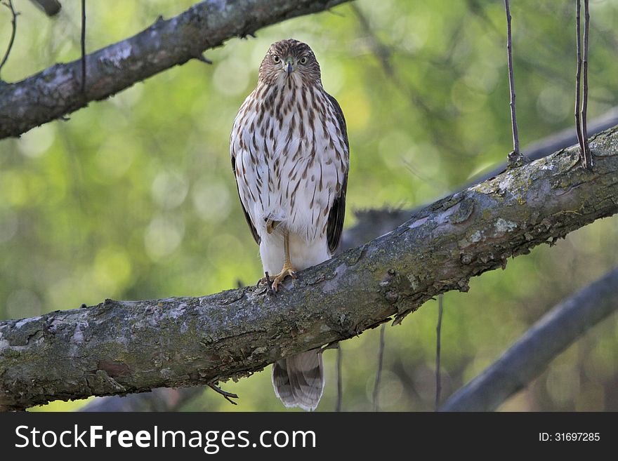 Young Cooper's hawk in our back yard. Young Cooper's hawk in our back yard.