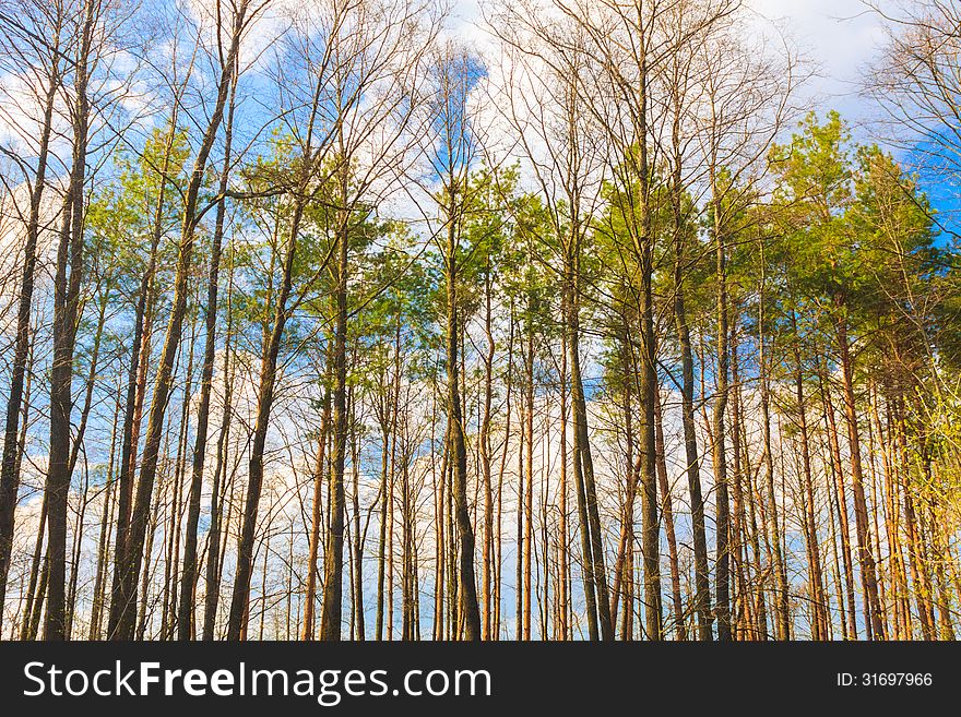 Crones Of Trees With Bright Spring Foliage. Crones Of Trees With Bright Spring Foliage