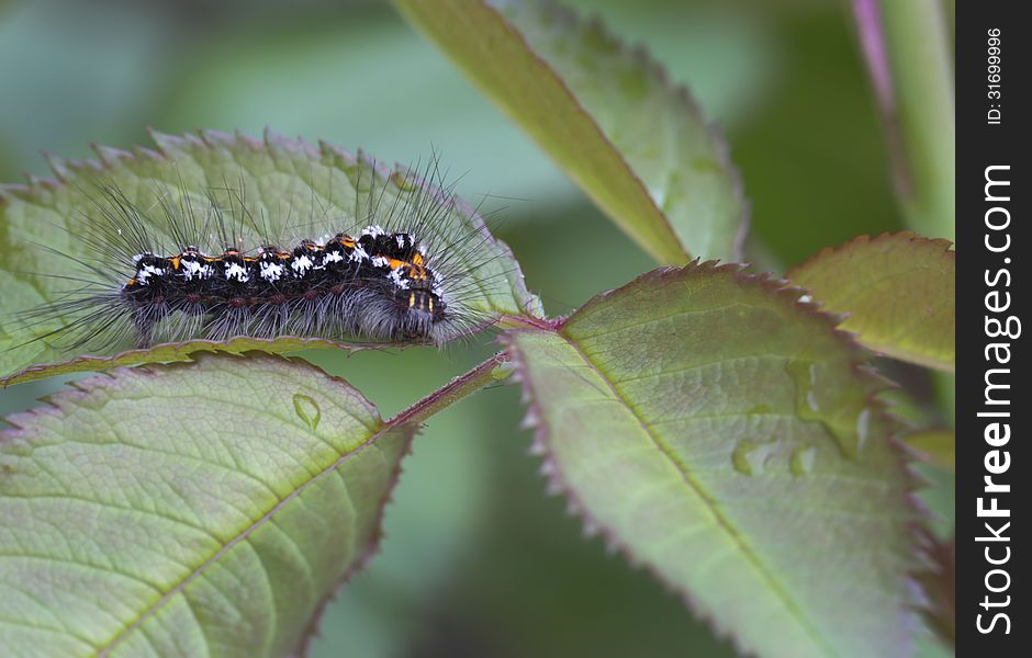 Caterpillar Lymantriidae often give outbreaks and are dangerous pests forestry. Caterpillar Lymantriidae often give outbreaks and are dangerous pests forestry.