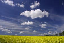 Rape Field And White Clouds Royalty Free Stock Photos Rape Field And White Clouds Royalty Free Stock Photos