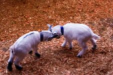 Baby Goats Playing Stock Photos