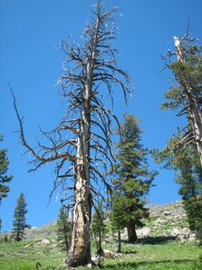Sierra Nevada Trees Royalty Free Stock Image