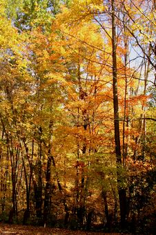 Fall Foliage Royalty Free Stock Photo Fall Foliage Royalty Free Stock Photo