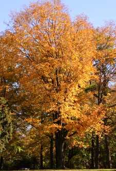 Fall Foliage Stock Images Fall Foliage Stock Images