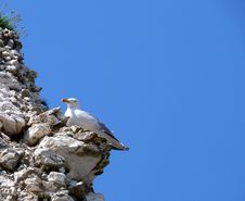 Seagull Stock Photography
