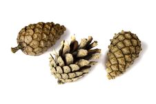 Several Pine Cones Royalty Free Stock Photos