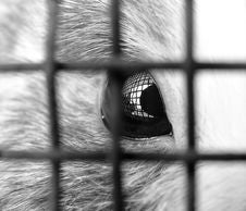 Behind Bars... Stock Image Behind Bars... Stock Image