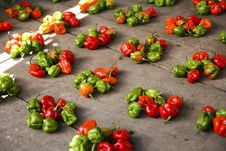Chili Peppers Royalty Free Stock Photo