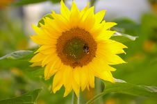 Sunflower Stock Photos Sunflower Stock Photos