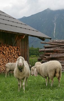 Mountain Sheep 1 Stock Photo