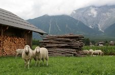 Mountain Sheep 2 Stock Photo Mountain Sheep 2 Stock Photo