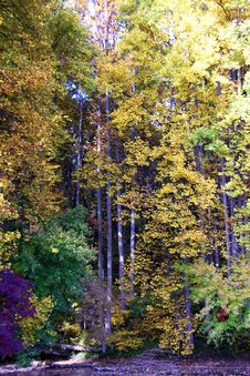 Fall Foliage In The Forest Stock Images Fall Foliage In The Forest Stock Images