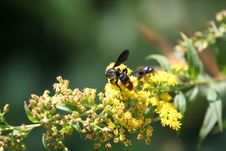 Wasp On Yellow Flowers Stock Photo Wasp On Yellow Flowers Stock Photo