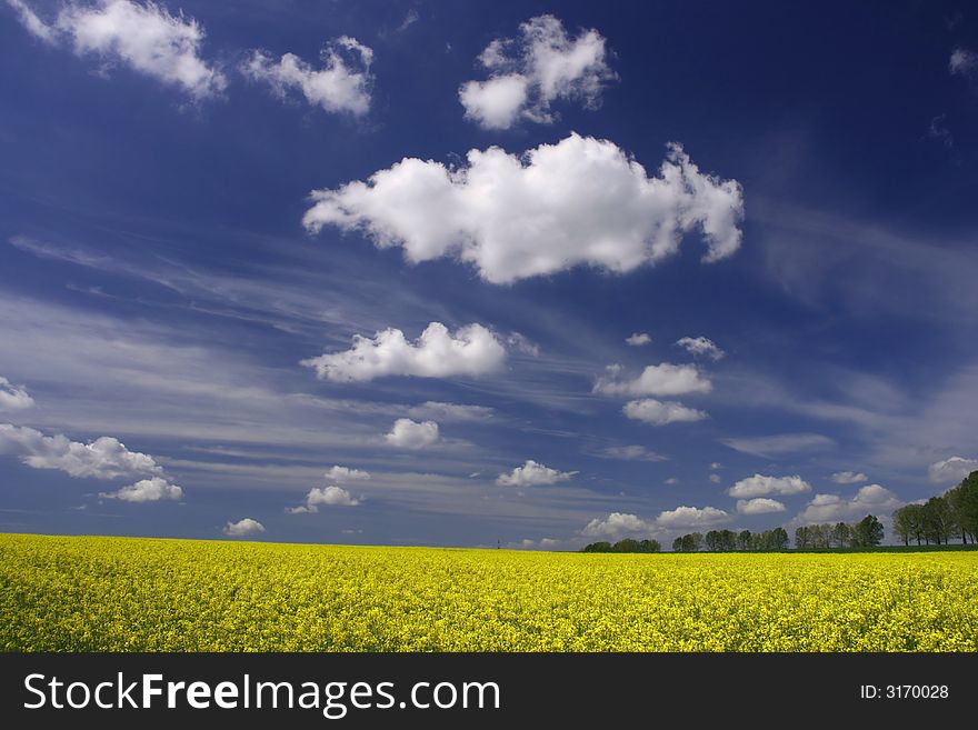 Beautiful spring landscape - rapeseed cultivation. Fields with yellow flowers and white clouds. Beautiful spring landscape - rapeseed cultivation. Fields with yellow flowers and white clouds.