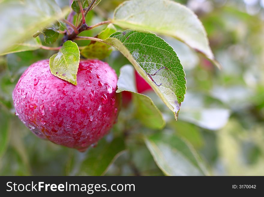 Nice deep purple autumn apple