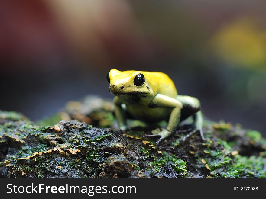 Rare frog of sud america