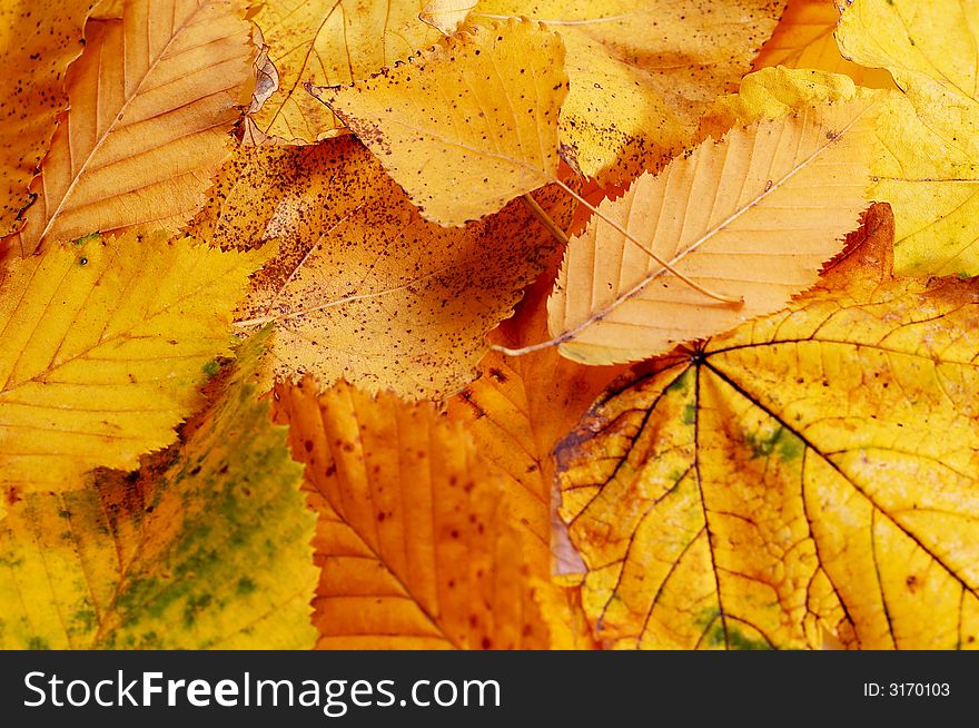 An background of yellow leaves