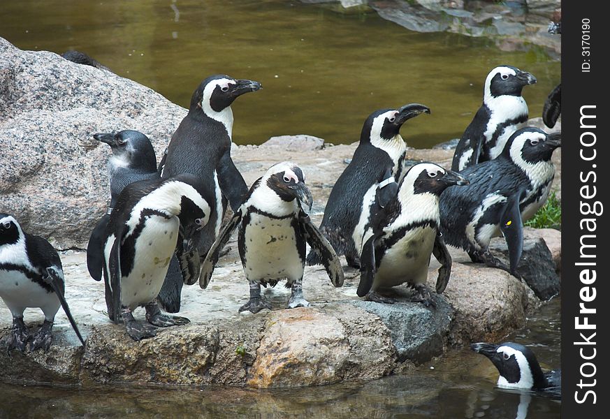 Group of penguins by a water