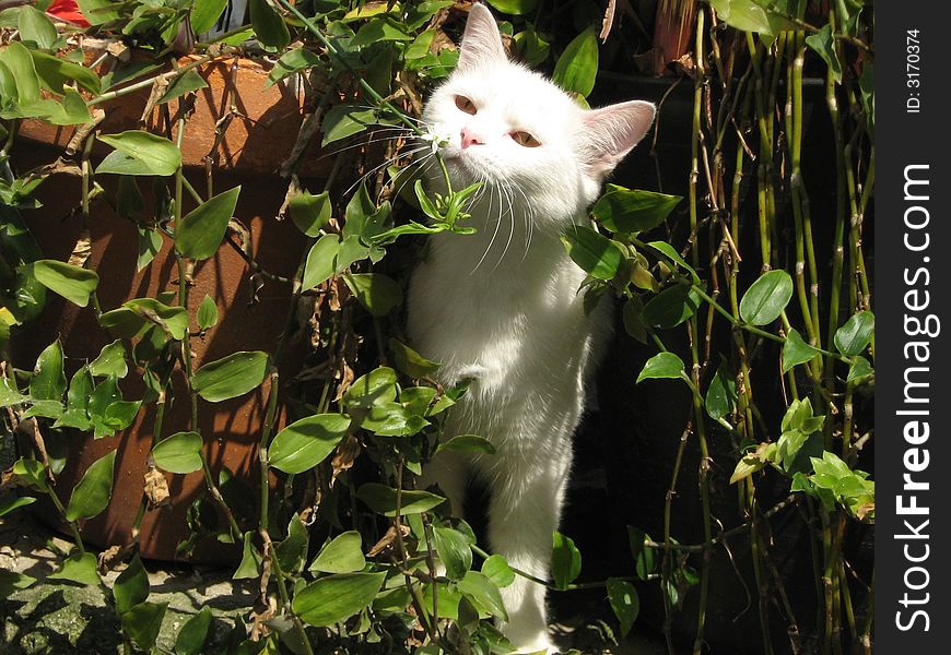 A cat in the bush