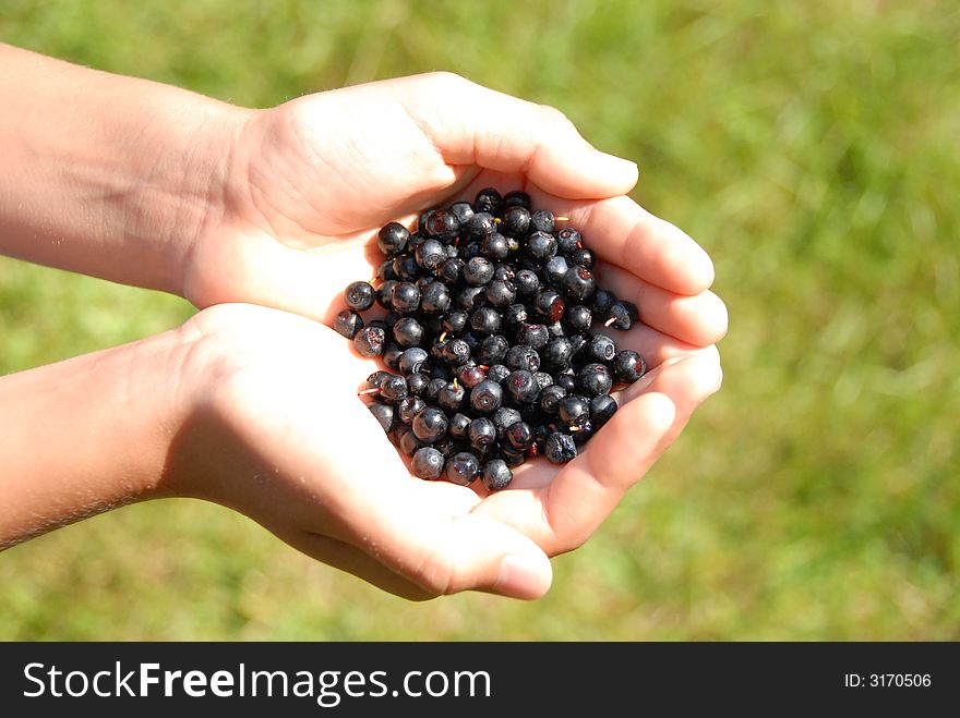Berry in hands on the background of grass. Berry in hands on the background of grass