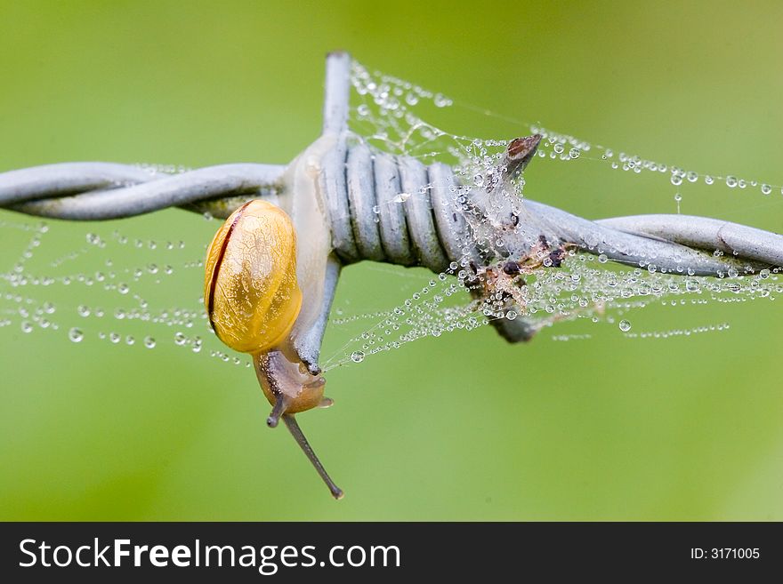 A small snail on a dew covered barbwire in the morning . A small snail on a dew covered barbwire in the morning .