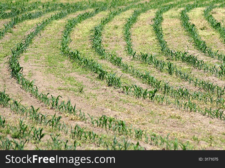 Natural green stripes in the field
