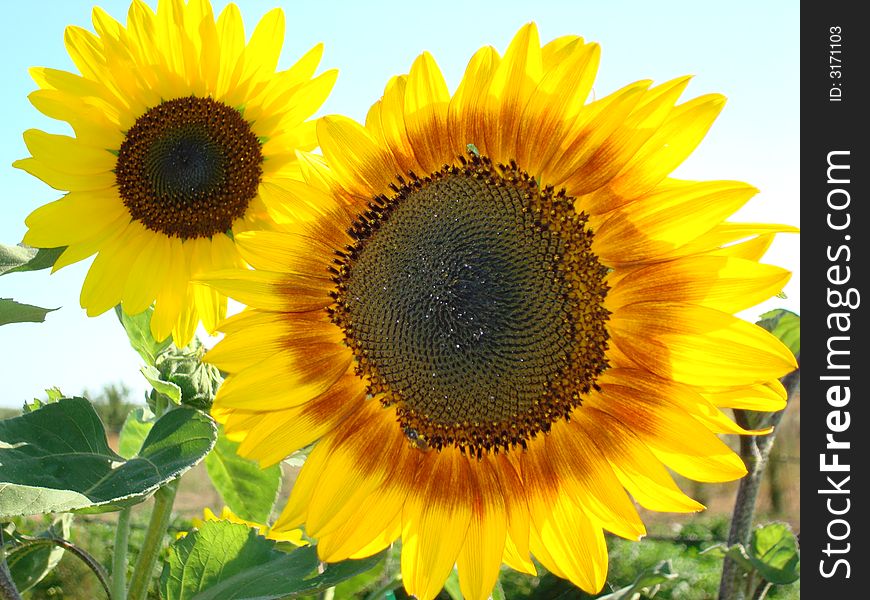 Two kind of sunflowers in summertime
