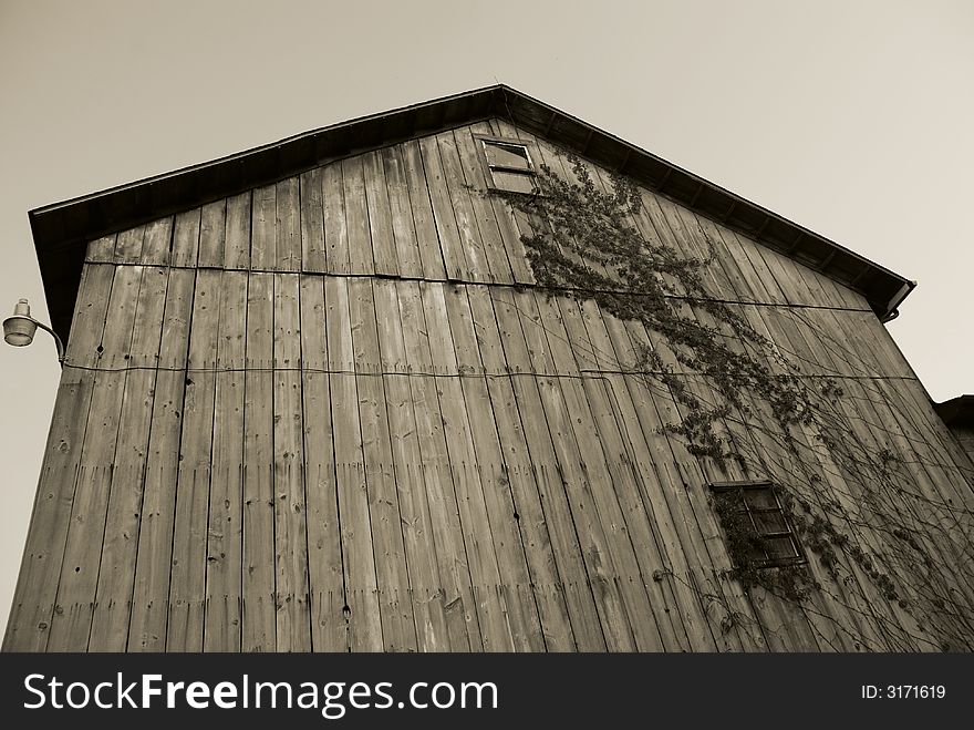 Old Barn with Vines Sepia