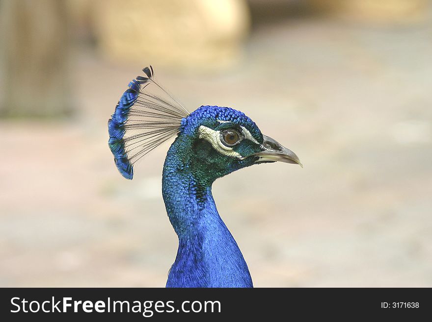 Profile of peacock in beautiful color. Profile of peacock in beautiful color