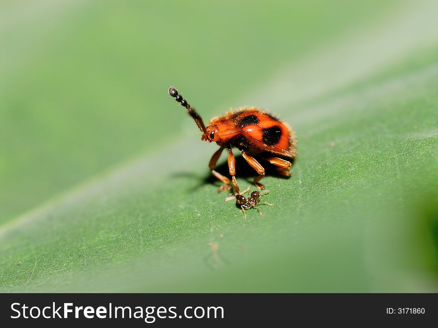 Ladybird beetles posing with ant on the leaves