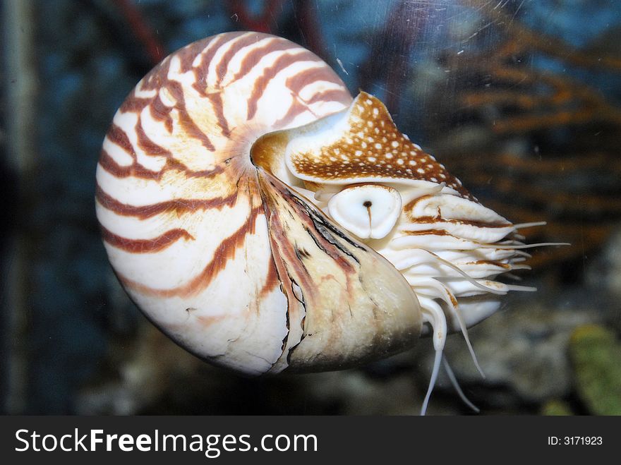 Chamber nautilius in the tank posed. Chamber nautilius in the tank posed