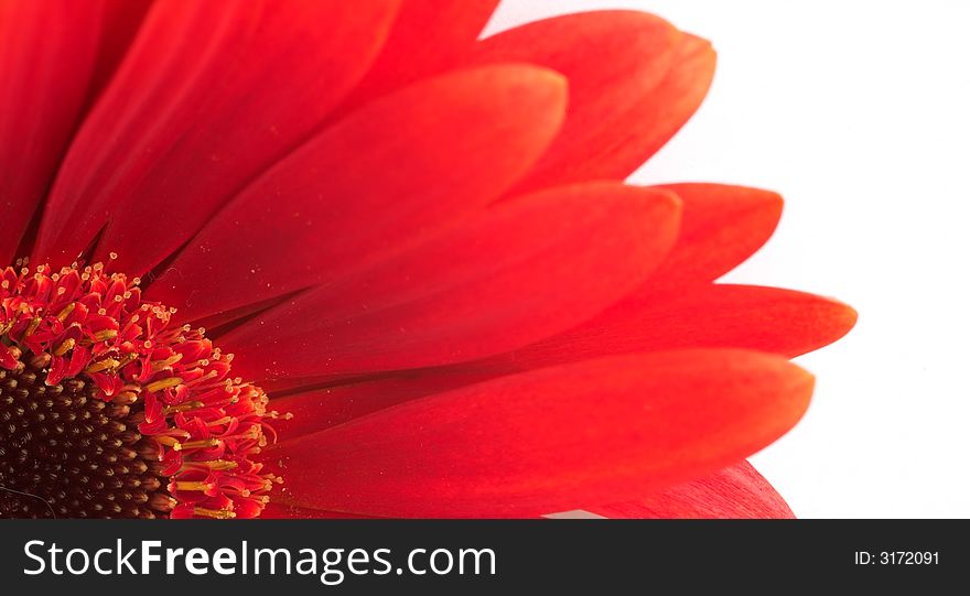 Red flower background, focus is on centre of flower only.
