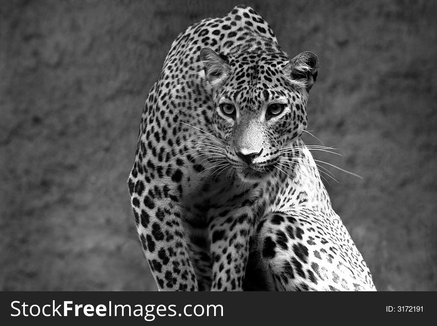 Leopard panthera pardus at the zoo