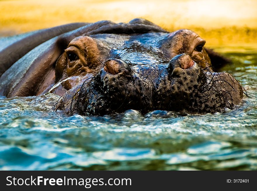 Close up shot of a hairy hippopotomus swimming in cool refreshing water. Close up shot of a hairy hippopotomus swimming in cool refreshing water.