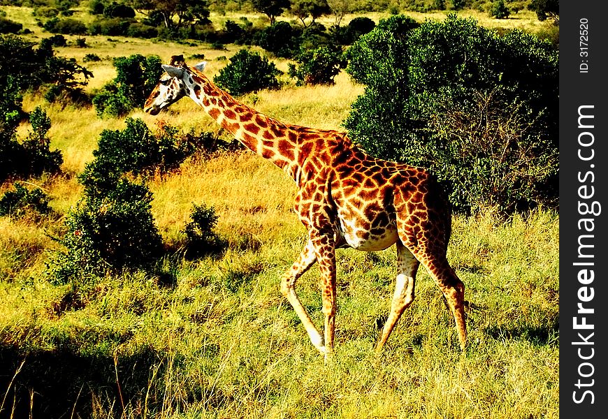 Giraffe in the Masai Mara, Kenya photo taken during safari