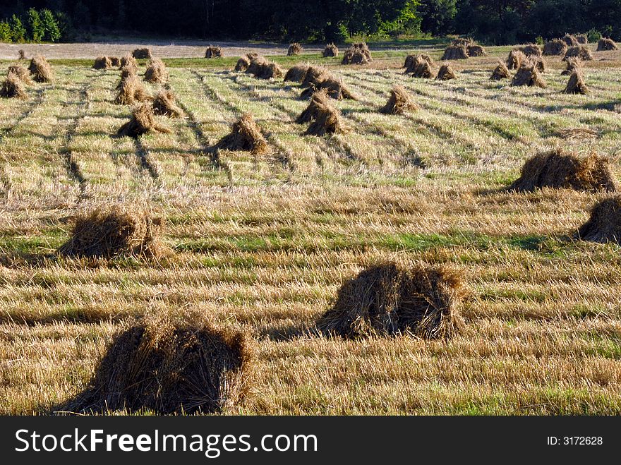 Haymaking