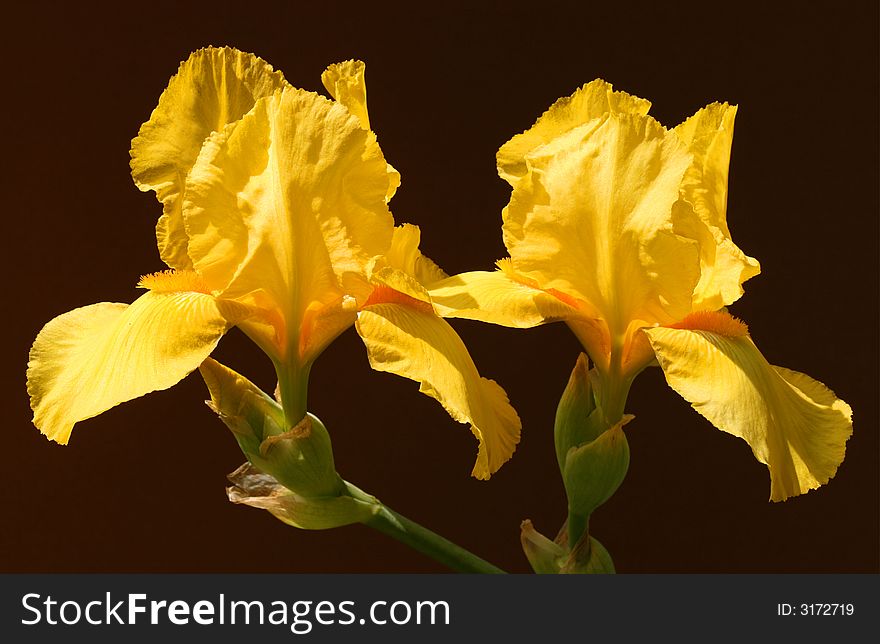 Beautiful, yellow iris flowers. Close-up of a plant.