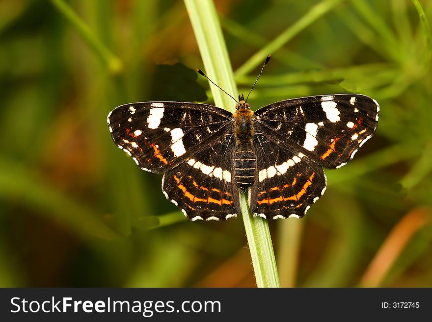 Map butterfly (Araschnia Levana) - beautiful colorful insect