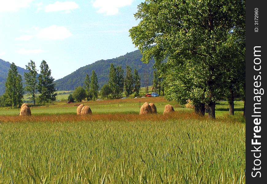 Meadow with slope and trees, blue sky above. Harvests