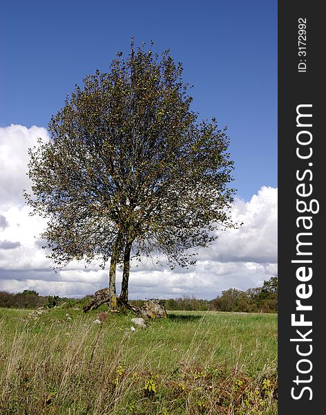 Tree On The Pastureland