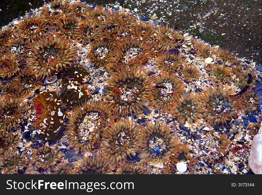 A Cluster of Small Sea Anemone. A Cluster of Small Sea Anemone