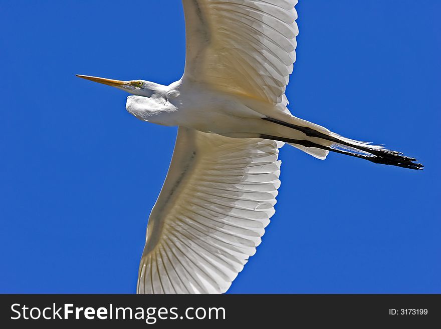 Close shot of egret in flight. Close shot of egret in flight