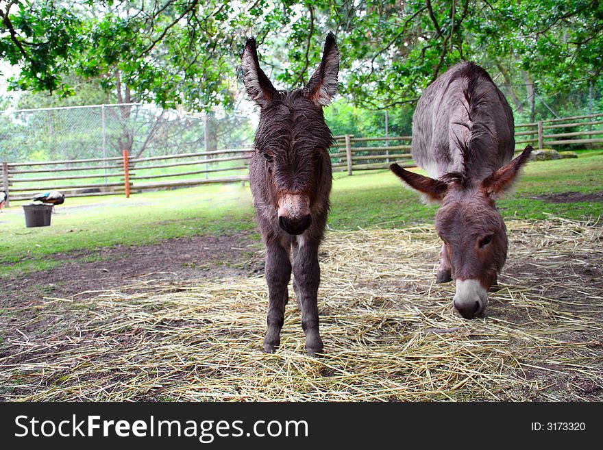 A baby donkey with Mother eating beside him