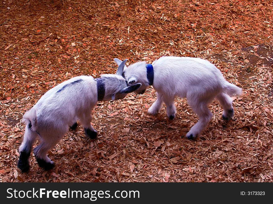 Two little goats playing at a petting zoo. Two little goats playing at a petting zoo
