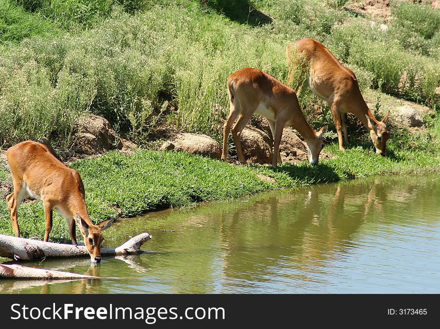 Small herd of thirsty gazelles visiting their favorite watering hole. Small herd of thirsty gazelles visiting their favorite watering hole.