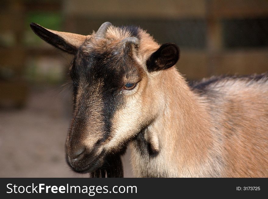 The goat on the farm closeup shot