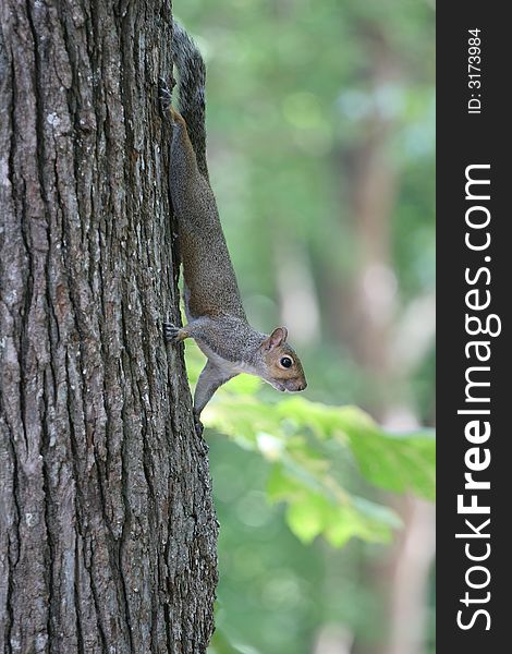 A grey squirrel climbing on a tree. A grey squirrel climbing on a tree